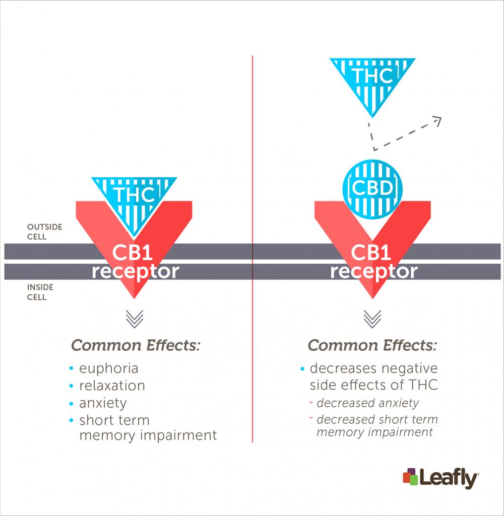 CBD vs THC 